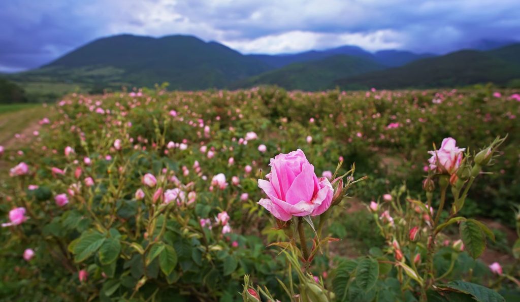 bulgarian roses