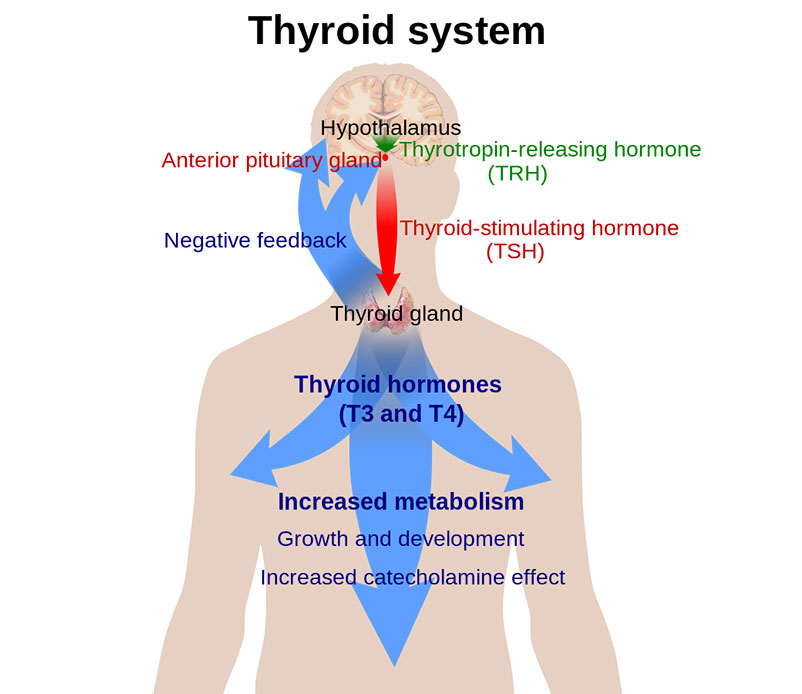 Thyroid hormone resistance