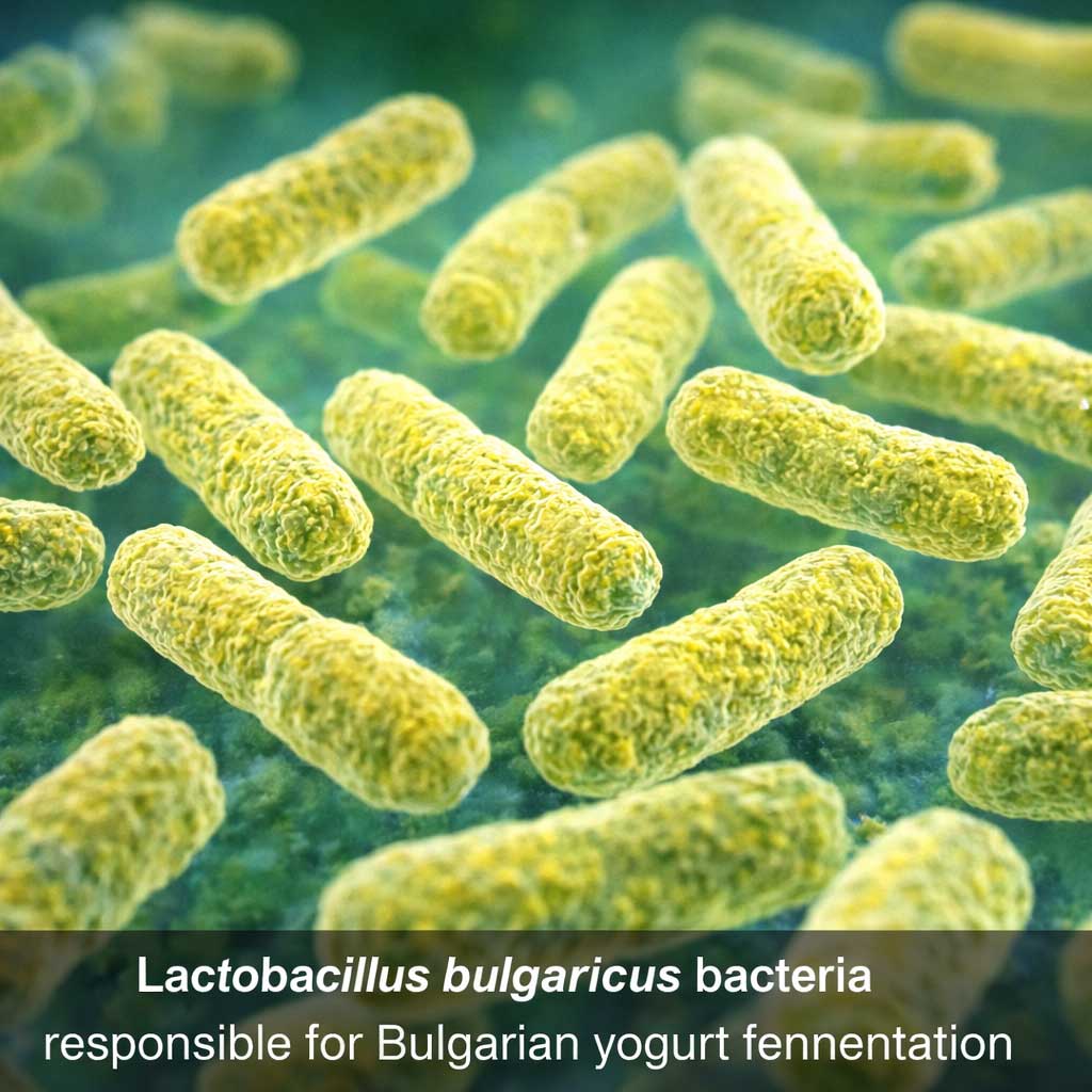 lactobacillus bulgaricus bacteria under microscope