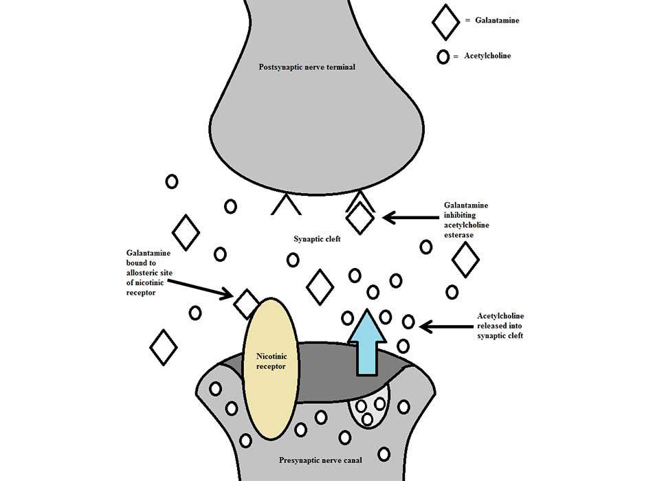 Galantamine dual mechanism of action